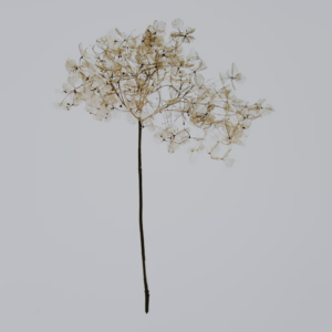 My Tryst with Ittars